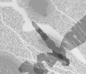 DG1