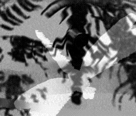DG4